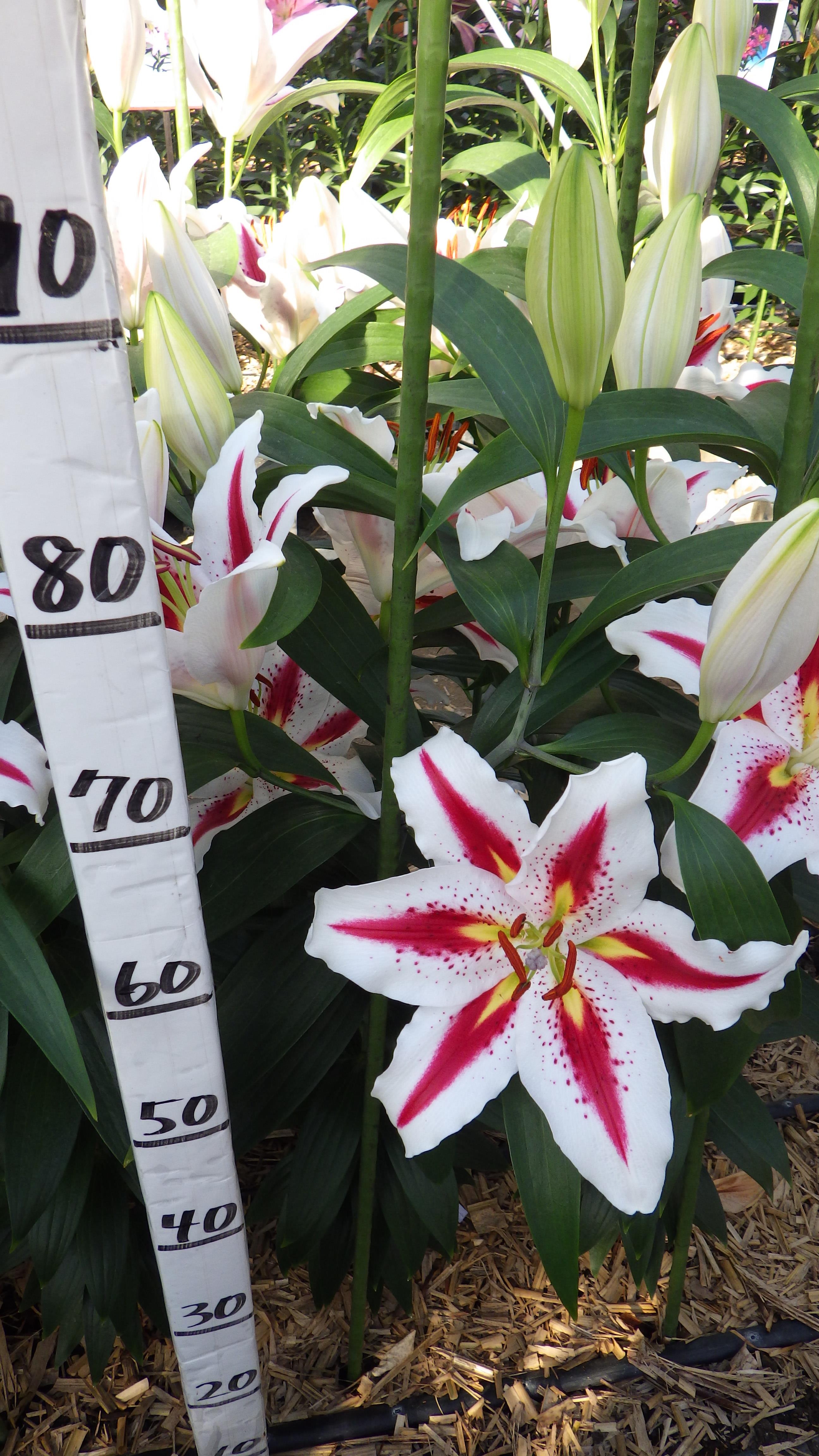 ビッグスマイル